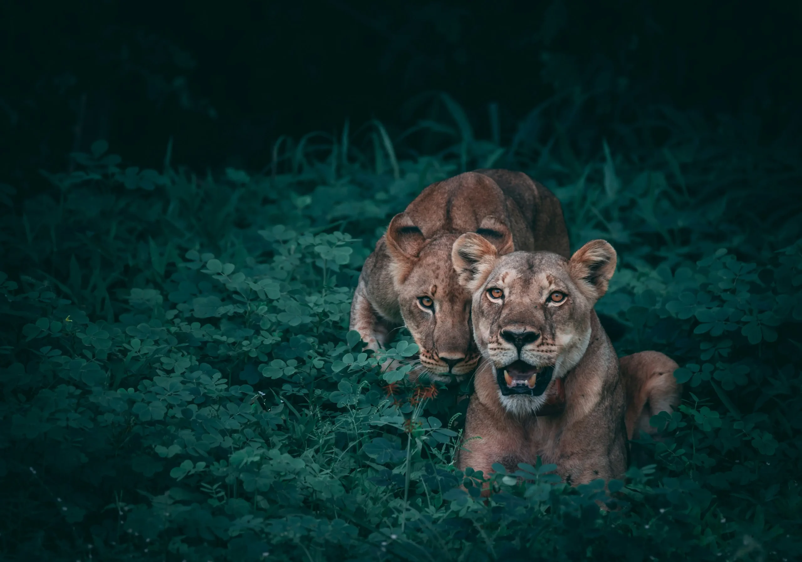 Ethical wildlife Safari Lion and Lioness