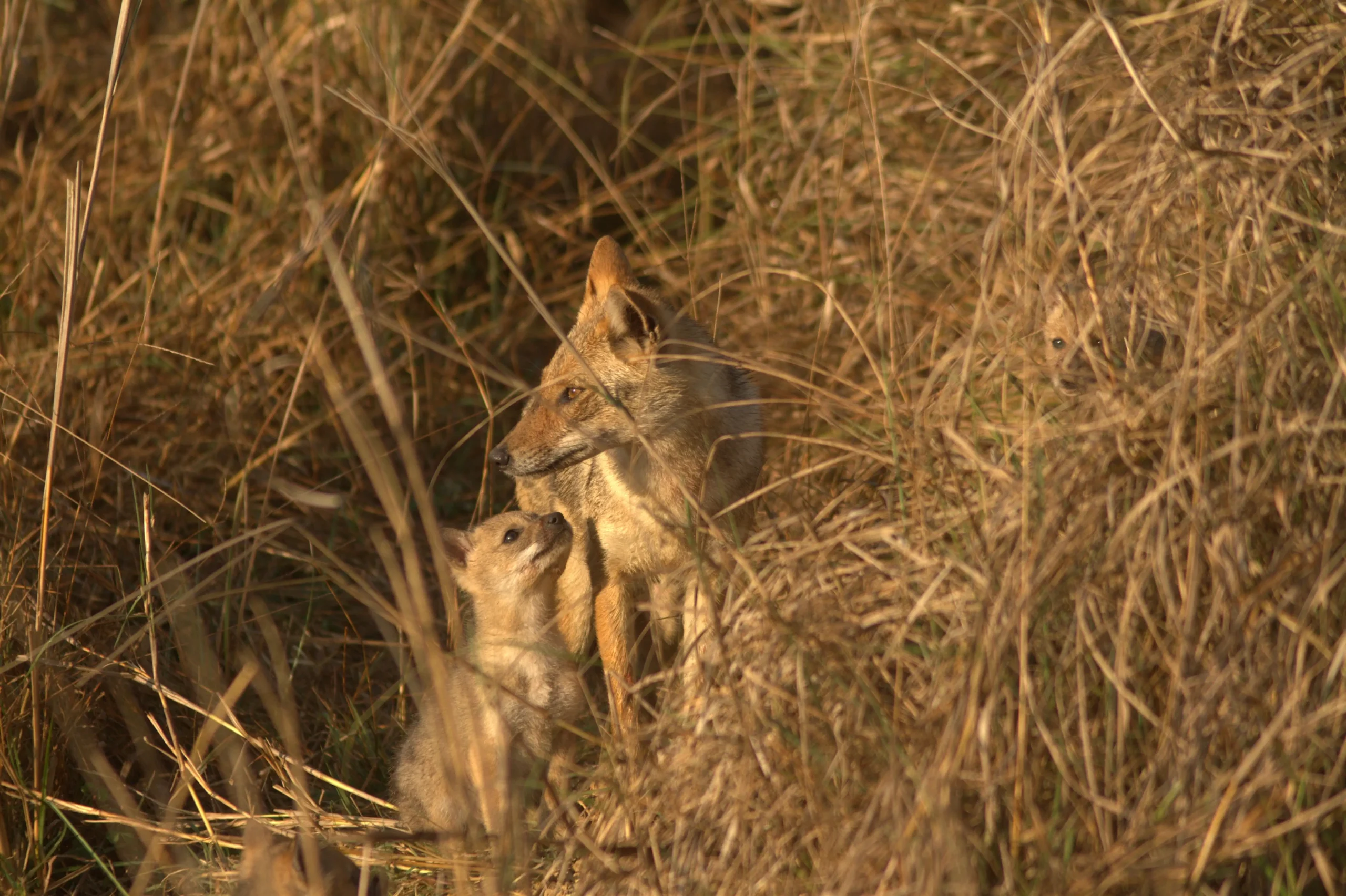 Jackal and cub in Bandhavgarh national park