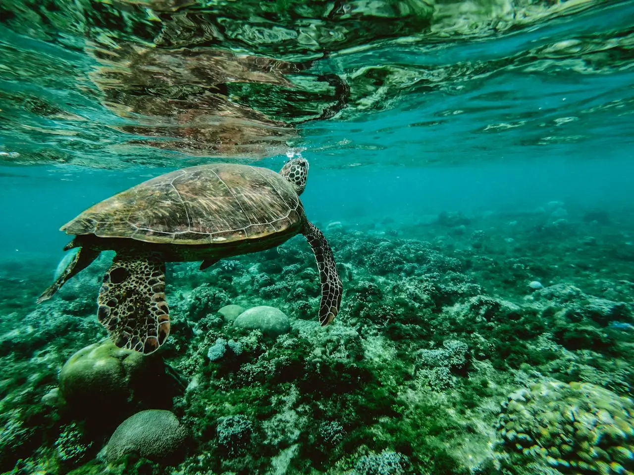 Turtle Swimming in water
