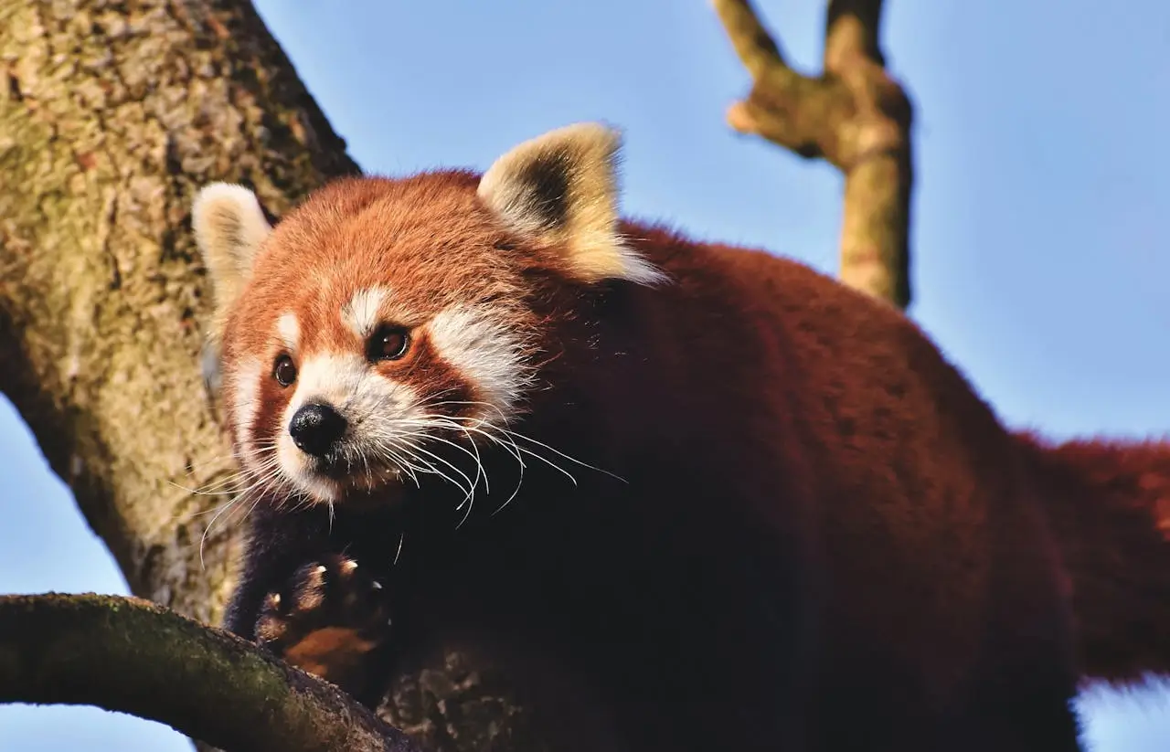 red panda safari in India