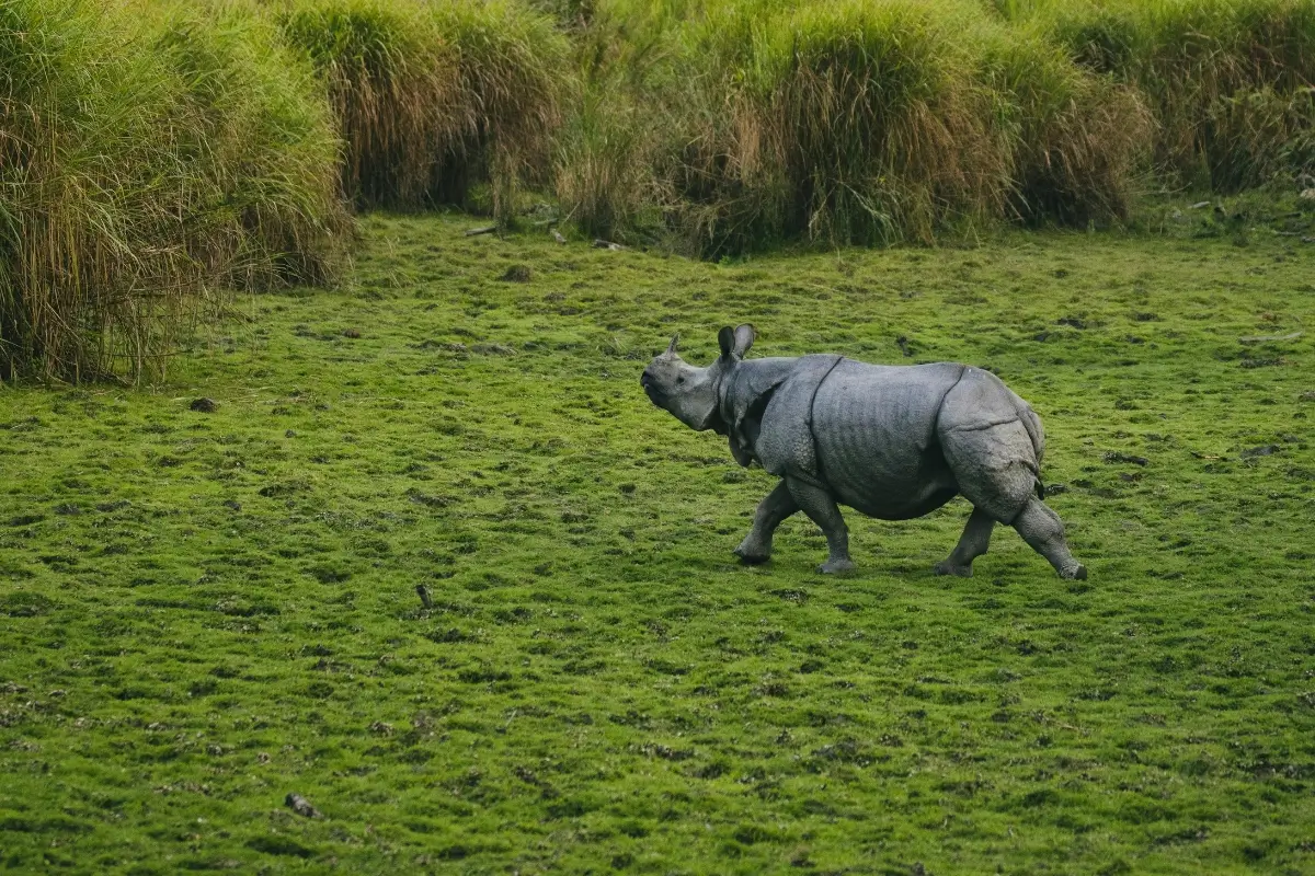 Rhino Safari in India