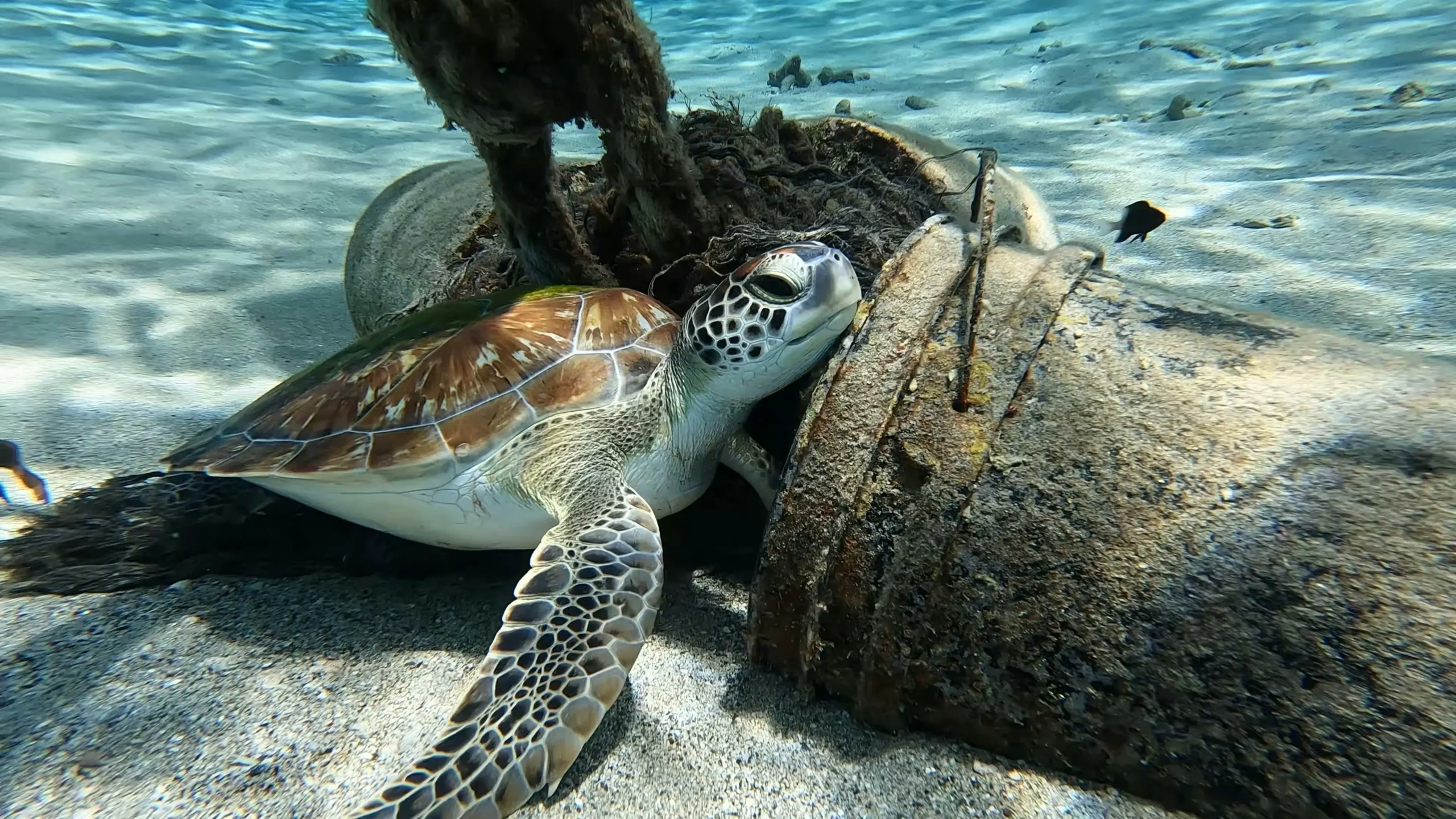 Turtle Conservation in India